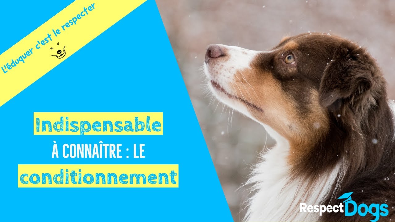 Comprendre l'apprentissage chez le chien !