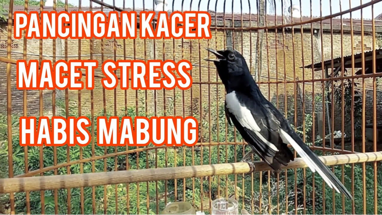 Pancingan Kacer Macet Stres habis mabung