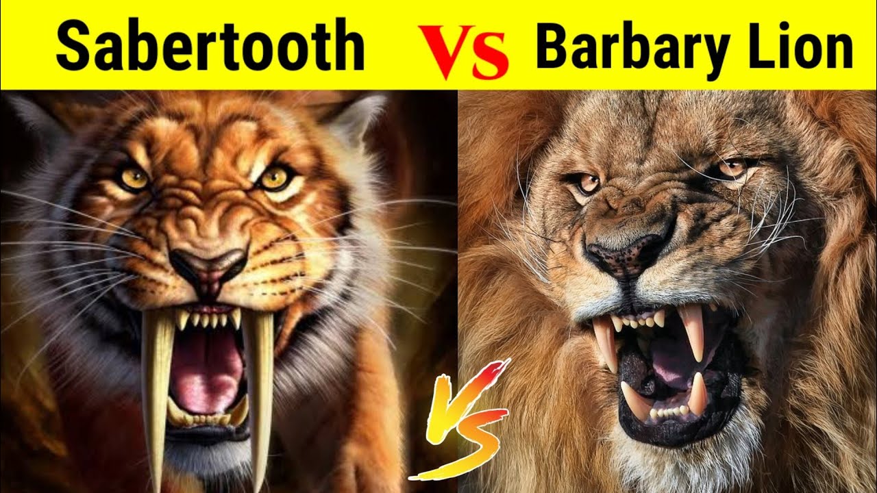 Saber tooth Tiger vs Barbary Lion | किस खूँखार शिकारी की होगी जीत ?