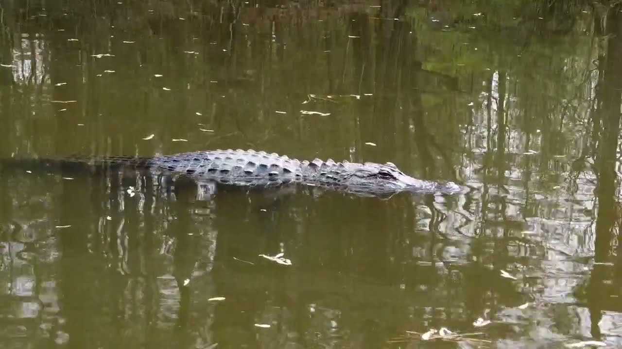 GATOR Sunning 2024