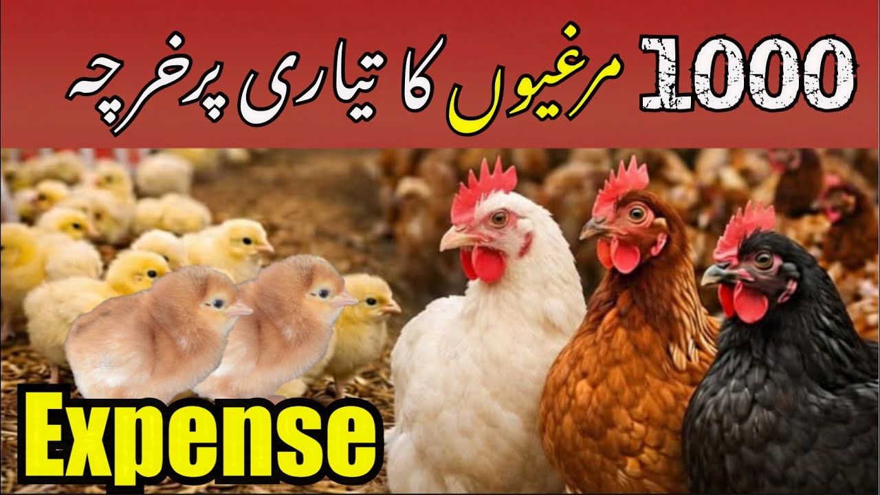 1000 Anday Wali Murghi Day One Se Anday Tak Kitna Kharcha Karwati Hai 