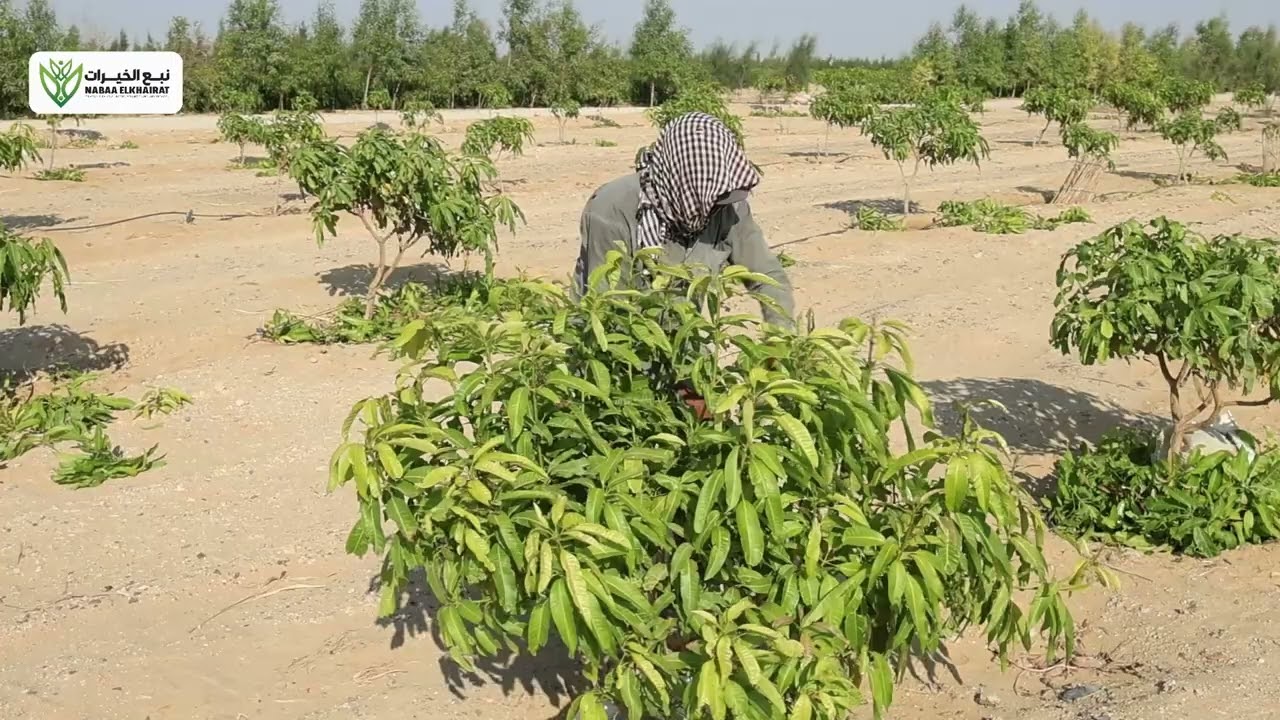 أهم التوصيات الفنية لكل مزارعي المانجو الفترة الحالية