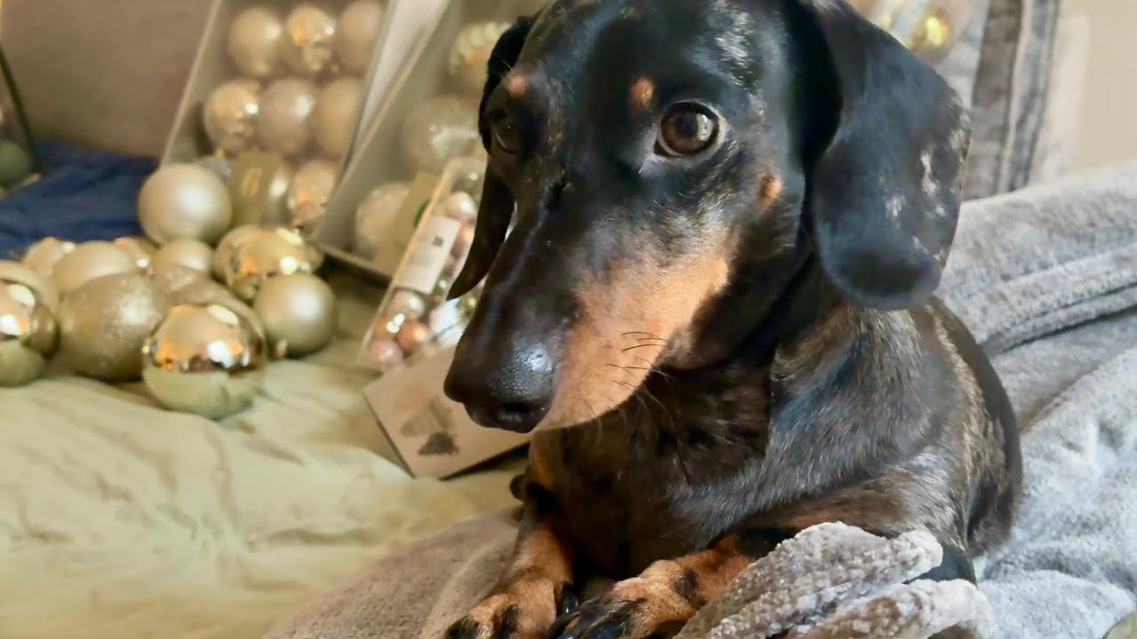 A VERY EMOTIONAL MOMENT WITH MINI DACHSHUND | HOLIDAY VLOG