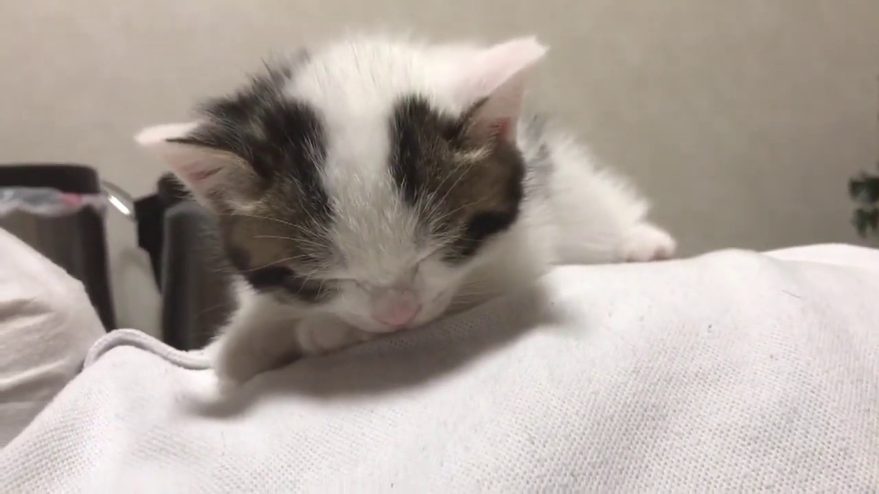 寝ている息子の上で寝ようとする子猫