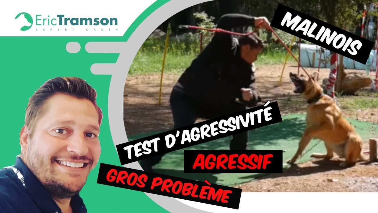 # 18 des tendances d’éducateur canin de Paris/ Chien agressif/ Eric Tramson/ Dressage de chien