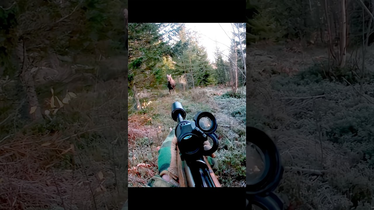 HUNTING A BIG MOOSE AT CLOSE RANGE #hunting #chasse #moose #deer