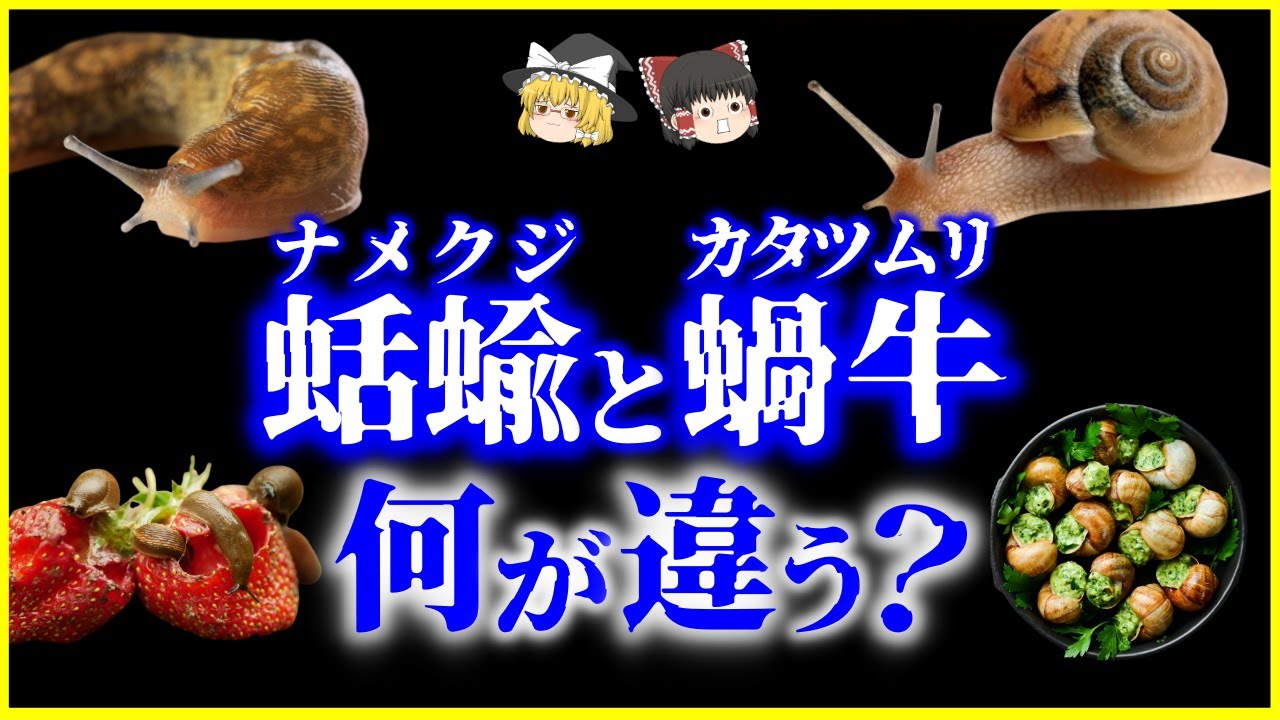 【ゆっくり解説】正反対の進化…!?ナメクジとカタツムリ、何が違う？を解説/カタツムリはなぜ殻を背負い続けたのか？