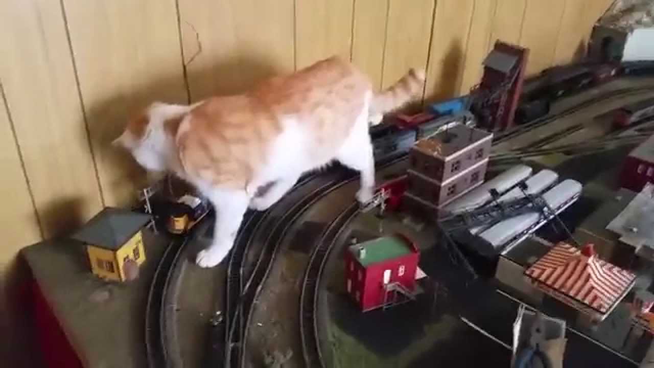 Cat Chasing Model Train - March 22, 2015