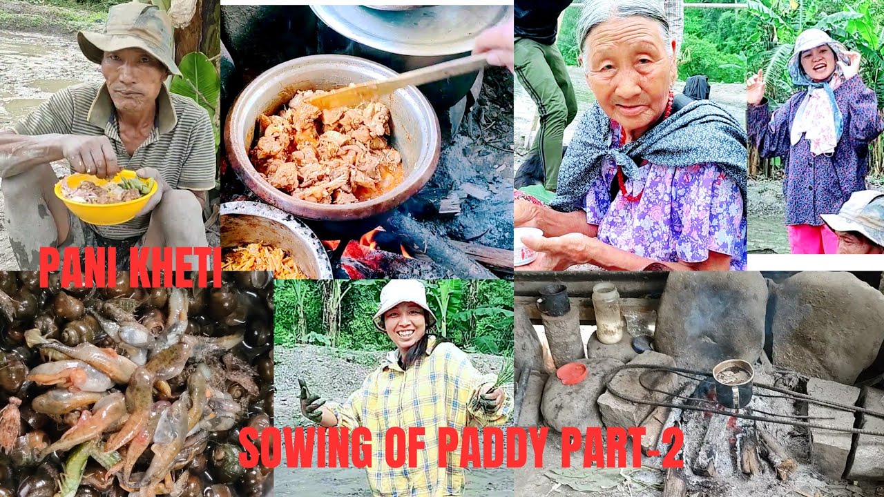 Sowing Of Paddy | Pani Kheti | Mima Village Part-2 |