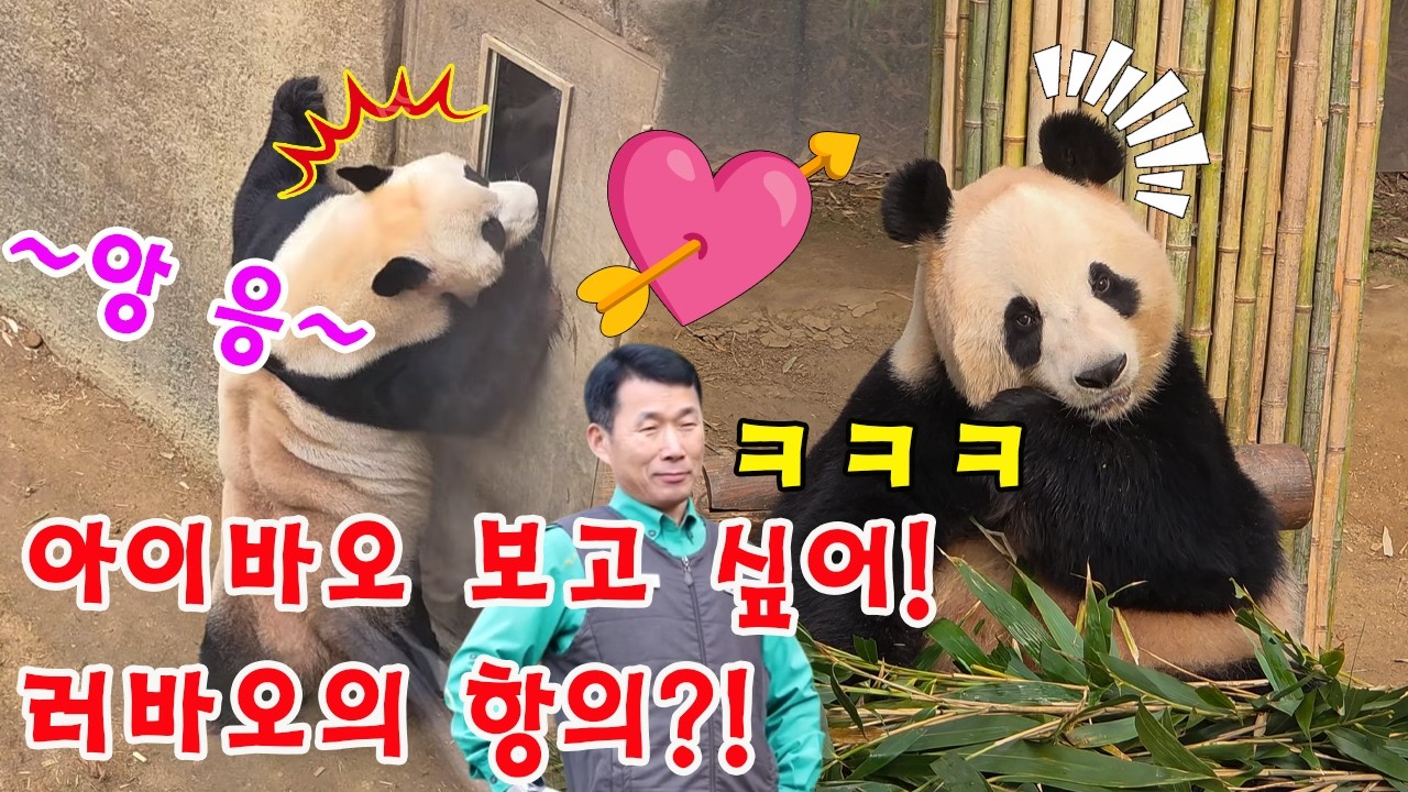 맙소사!!💥 아이바오 보고 싶어! 러바오의 항의?!🐼💢 아이바오의 간절한 기다림... 3월 초, 단 이틀간만 허락된 비밀 데이트?! 💖#루이바오 #후이바오 #푸바오 #할부지