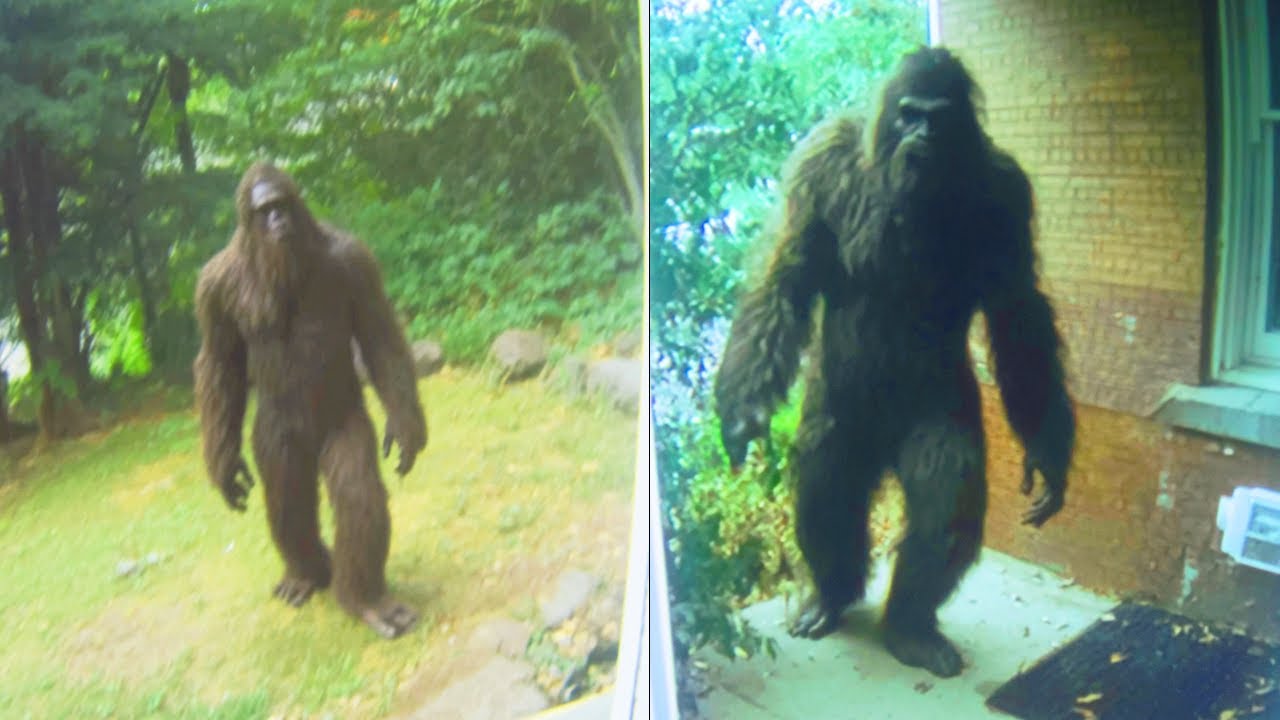 Снежного человека поймали при проникновении в дом | «Это безумие...» — ИСТОРИЯ ВСТРЕЧИ С БИГФУТОМ