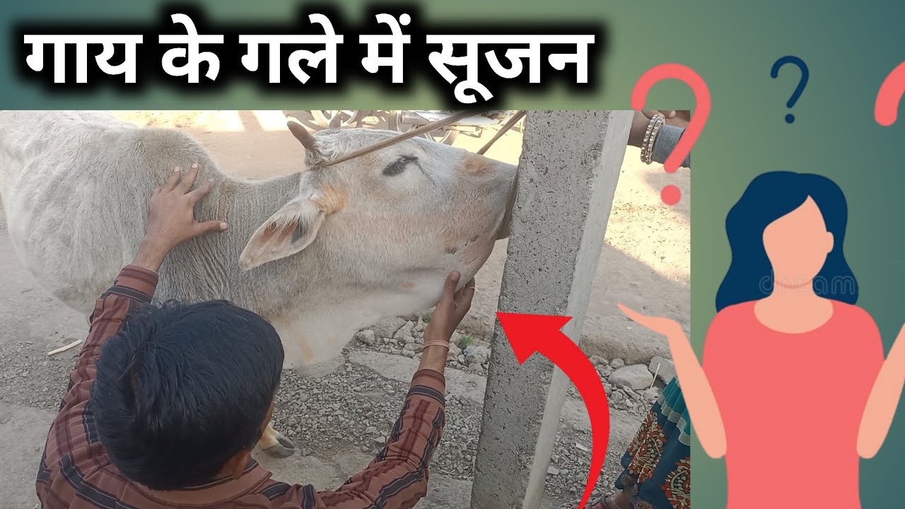 गाय के गले में सूजन | cow ke Gale ke niche swelling | Liver flukes |