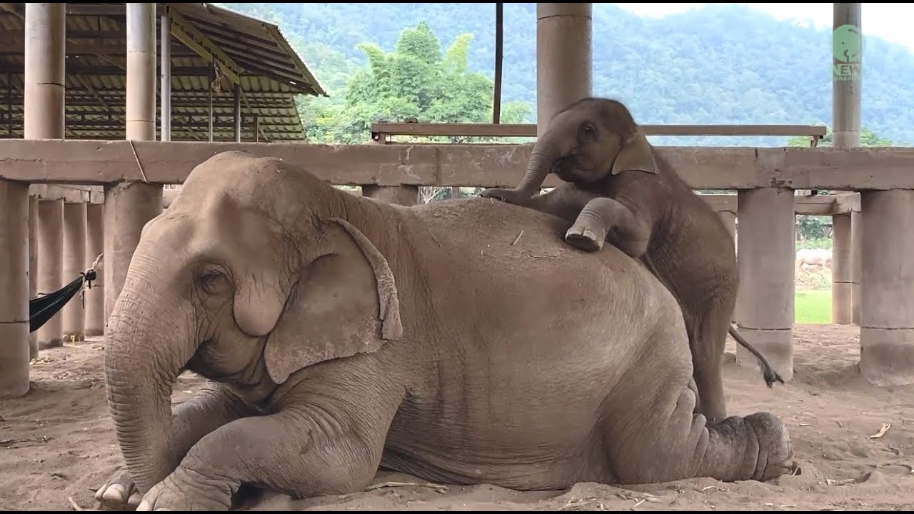 Elephant “Sook Sai” Present Herself To Be A Nanny For Newly Rescued Baby - ElephantNews