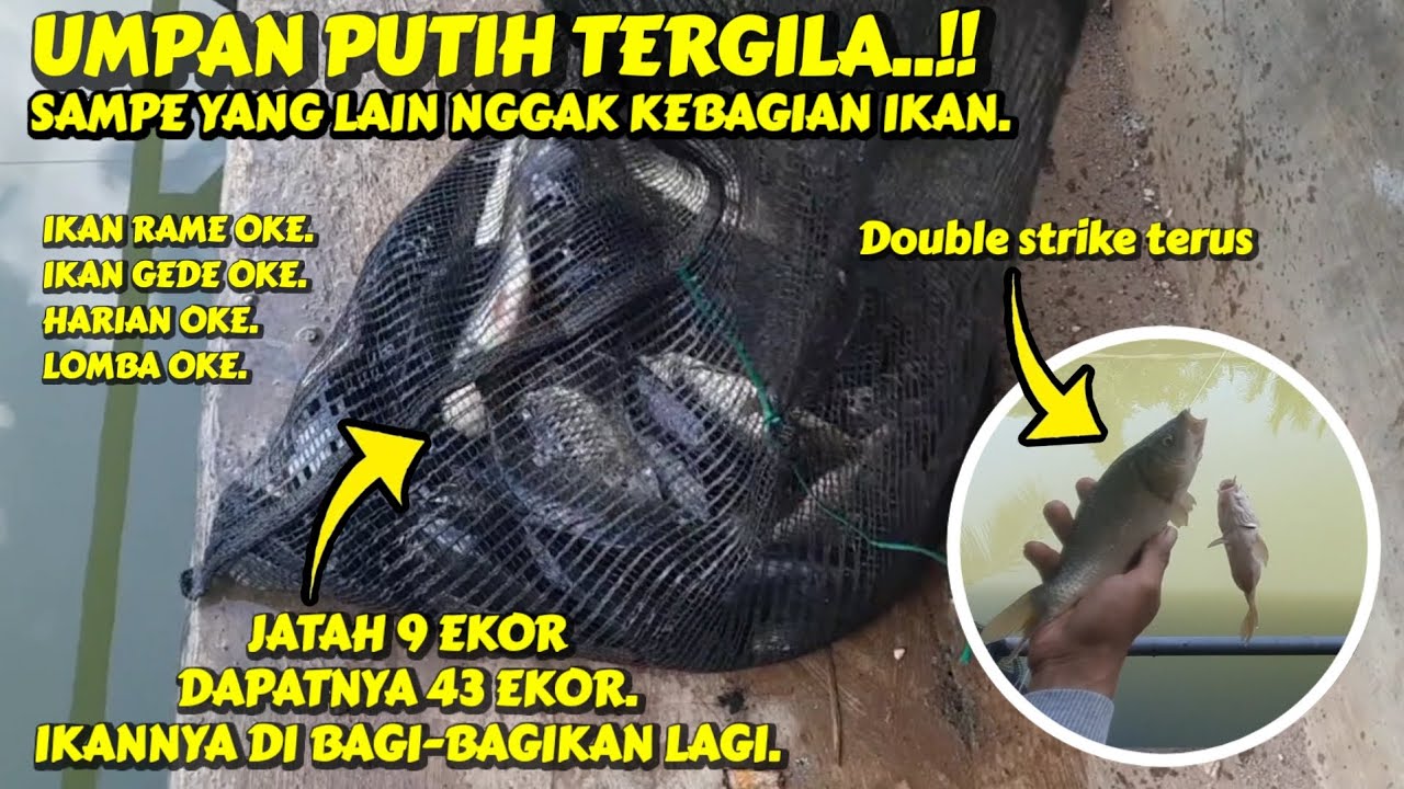 Gacornya pake buangeett ‼️ Umpan putih ikan mas paling jitu dan gacor ~ Cocok untuk lomba/ harian.