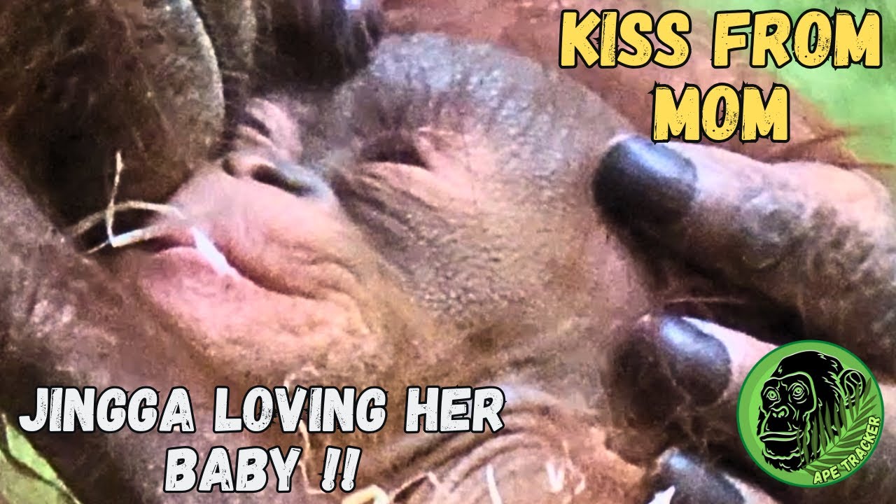 Emotional Moment As Mom And Baby Orangutan Share A Kiss