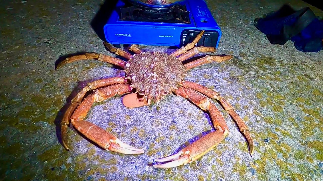 Giant Foraged Spider Crab Cooked on the Beach at 2AM - Coastal Foraging Summer Spider Crab Season