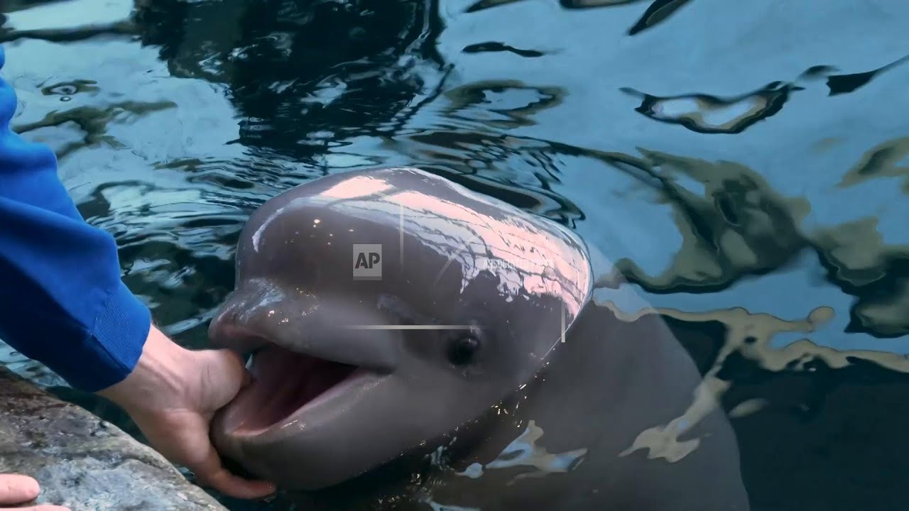 Chicago's Shedd Aquarium welcomes beluga calf to pod
