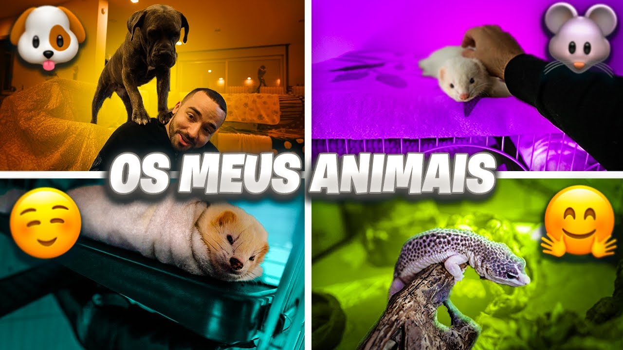 TODOS OS MEUS ANIMAIS ! *FURÕES CÃES GATOS GECKO*