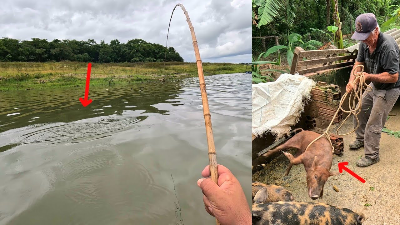 Pescaria caipira com bambu no recanto do PIAU, Dia de muita fartura na roça!