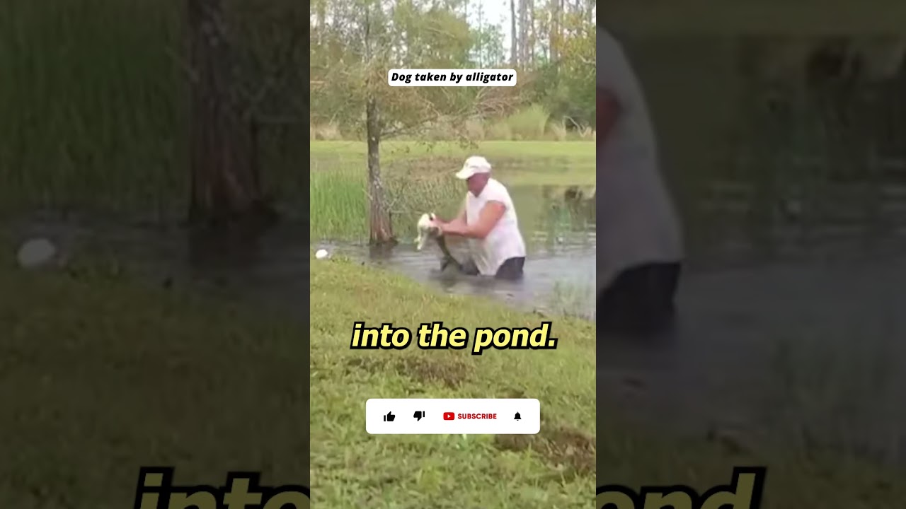 Man saves dog eaten by alligator #dog #saved #alligator