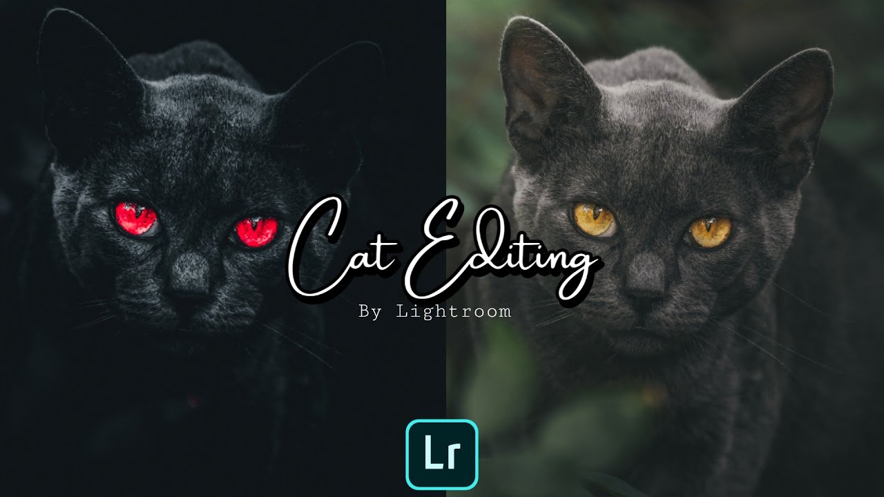 PET PHOTOGRAPHY EDITING PRESET USING LIGHTROOM (ANIMAL LIKE CAT....!)  🐈THE MOODY TONE