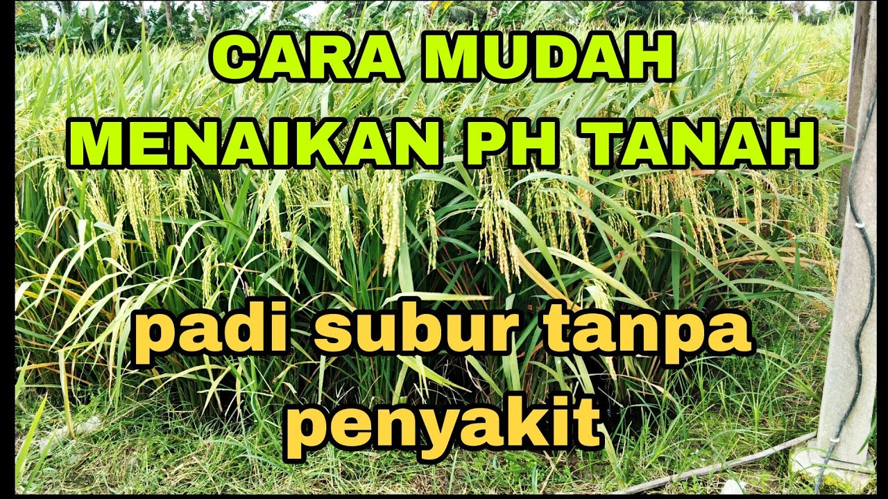 CARA MUDAH MENAIKAN PH ASAM MENJADI NETRAL.