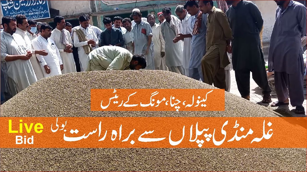 Live Bid (Boli) लाइव बोलि Ghala Mandi Piplan ll Chana, Mong, Canola rates ll Bashir Sandhila