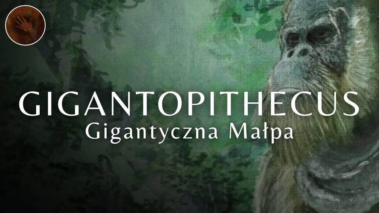 Gigantopitek: Największa małpa, jaka kiedykolwiek żyła | Dokument o prehistorycznych ludziach