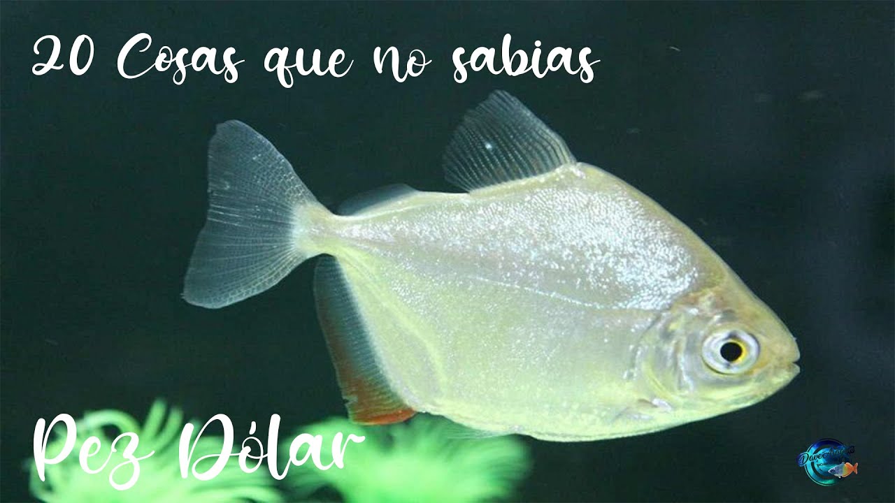 20 Cosas que no sabias del Pez Dólar (Metynnis Argenteus)