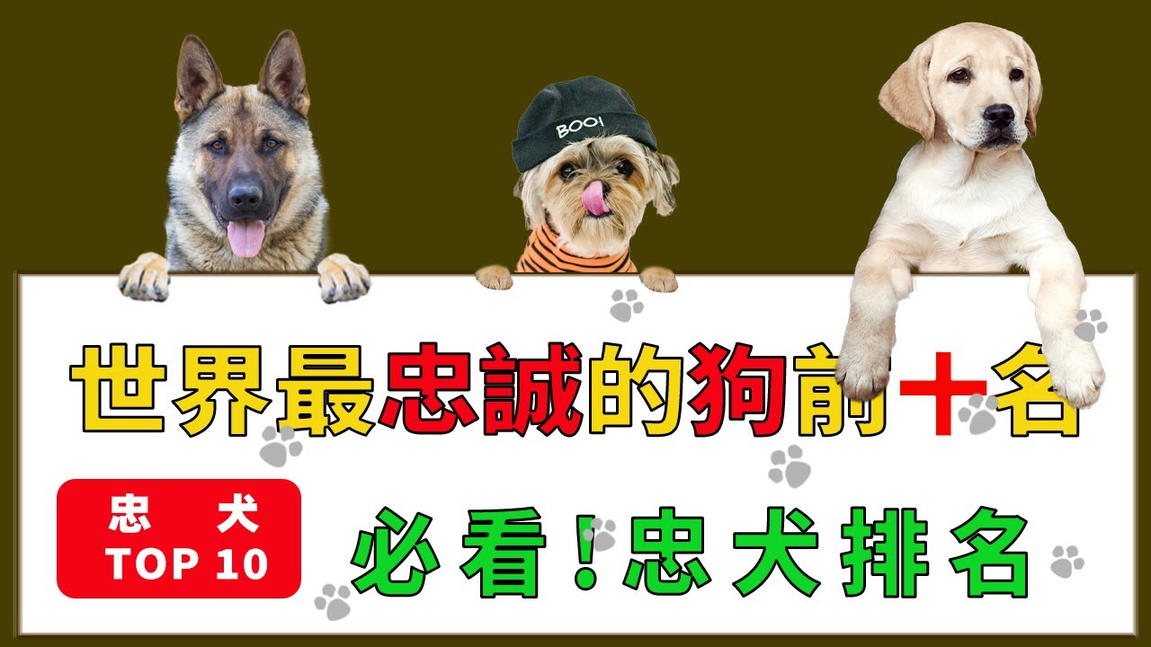 世界忠犬排名前10｜全球十大最忠誠狗狗排行榜｜世界上最忠實的十種狗狗｜與人類情感相連的狗狗10大忠誠伴侶｜被主人深愛的十大忠犬品種排名｜揭曉全球前十的忠實狗狗