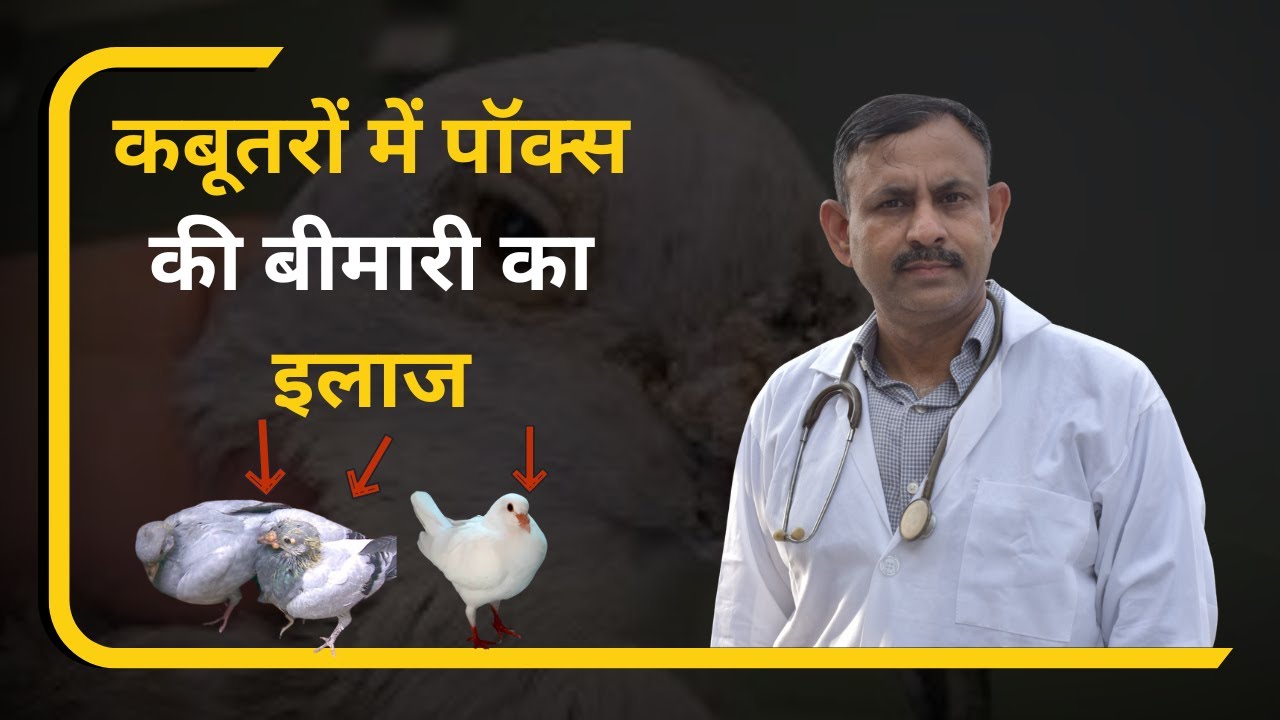 कबूतर में पॉक्स की बीमारी का इलाज | Pigeon Pox Treatment | Dr Nagender Yadav