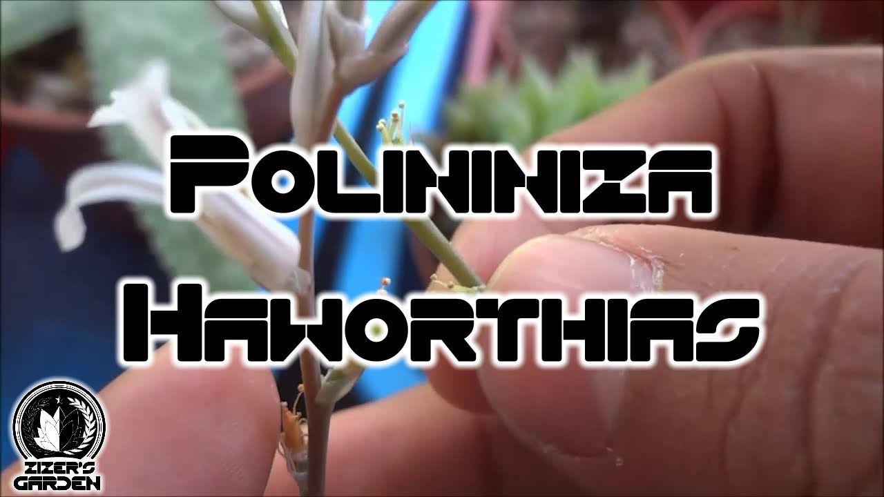 Cómo polinizar Haworthias - Hibridación