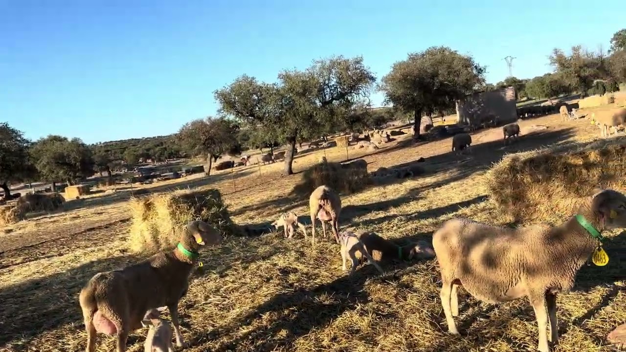 Que bien funciona la lonja de Extremadura 🤦‍♂️🤦‍♂️
