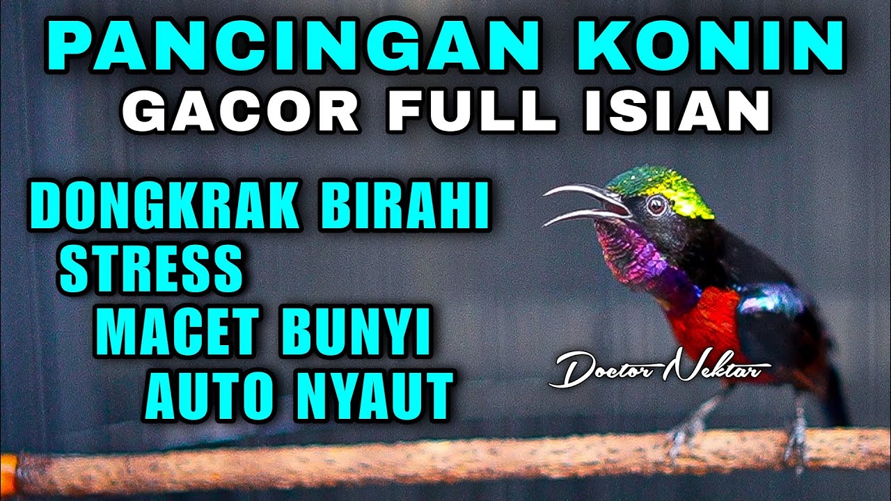 PANCINGAN KONIN GACOR ANTI STRES, MACET BUNYI, DONGKRAK BIRAHI COCOK BUAT KOLIBRI NINJA BAHAN