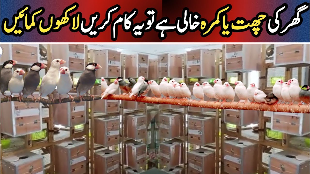 How To Start Profitable Birds Business In Pakistan | Business Plan | Birds Farming Business ideas