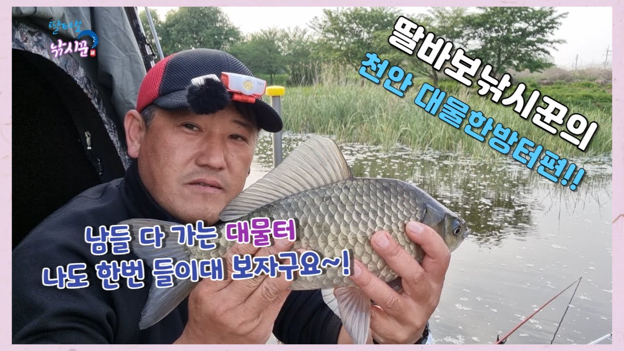 천안 매주지 대물붕어! 사짜에서 살짝 빠져요~~