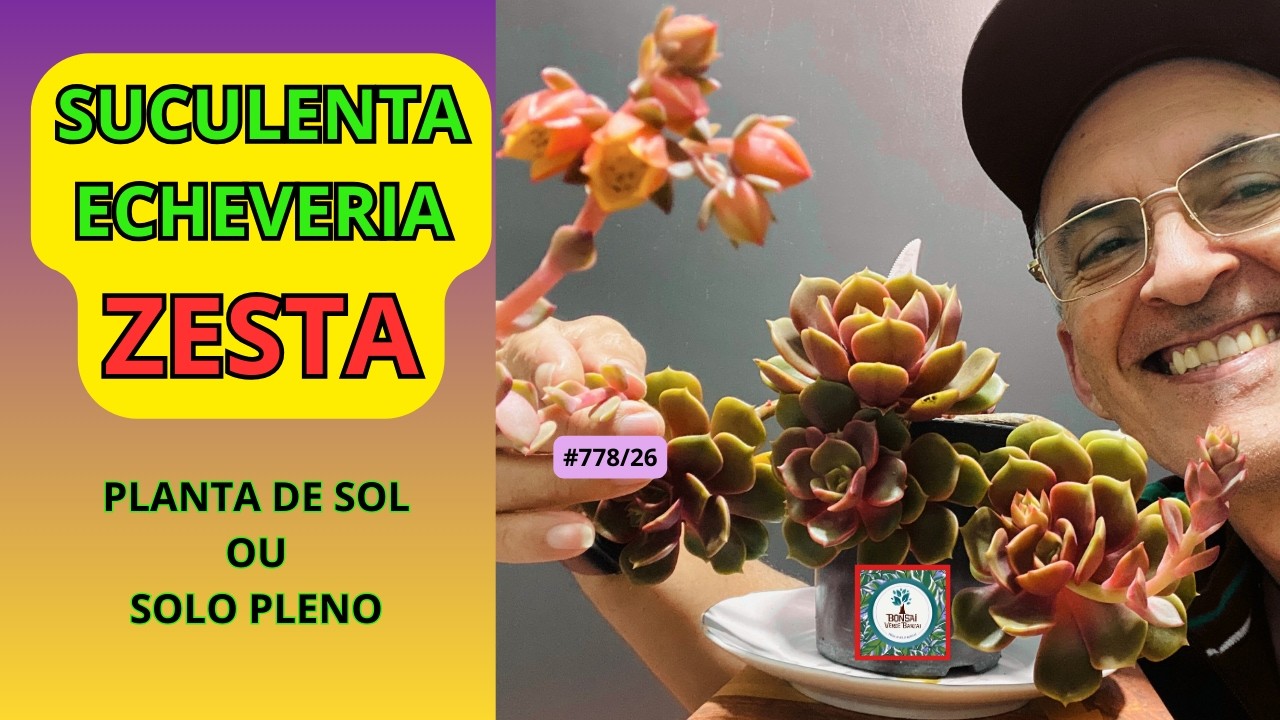 #ECHEVERIA ZESTA?               #PauloBonsai​​​​​​​​​​​😉😍