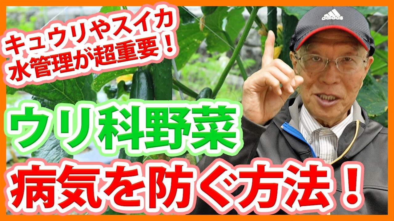 家庭菜園や農園のウリ科野菜栽培で病気を防ぐコツ！過湿にしない水管理とキュウリ、スイカ、カボチャ、ズッキーニの育て方！【農家直伝】