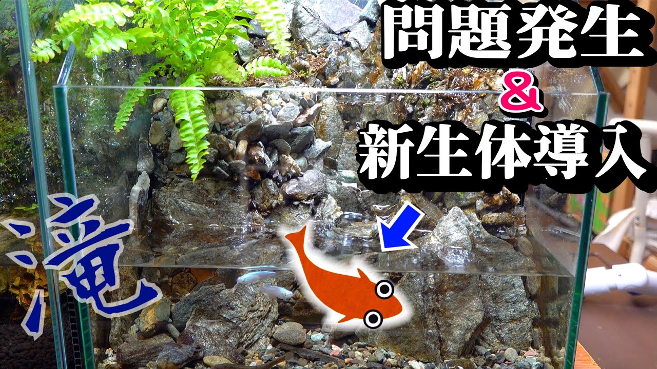 滝の流れる水槽で問題が…と新魚種導入！【滝のアクアテラリウム６】