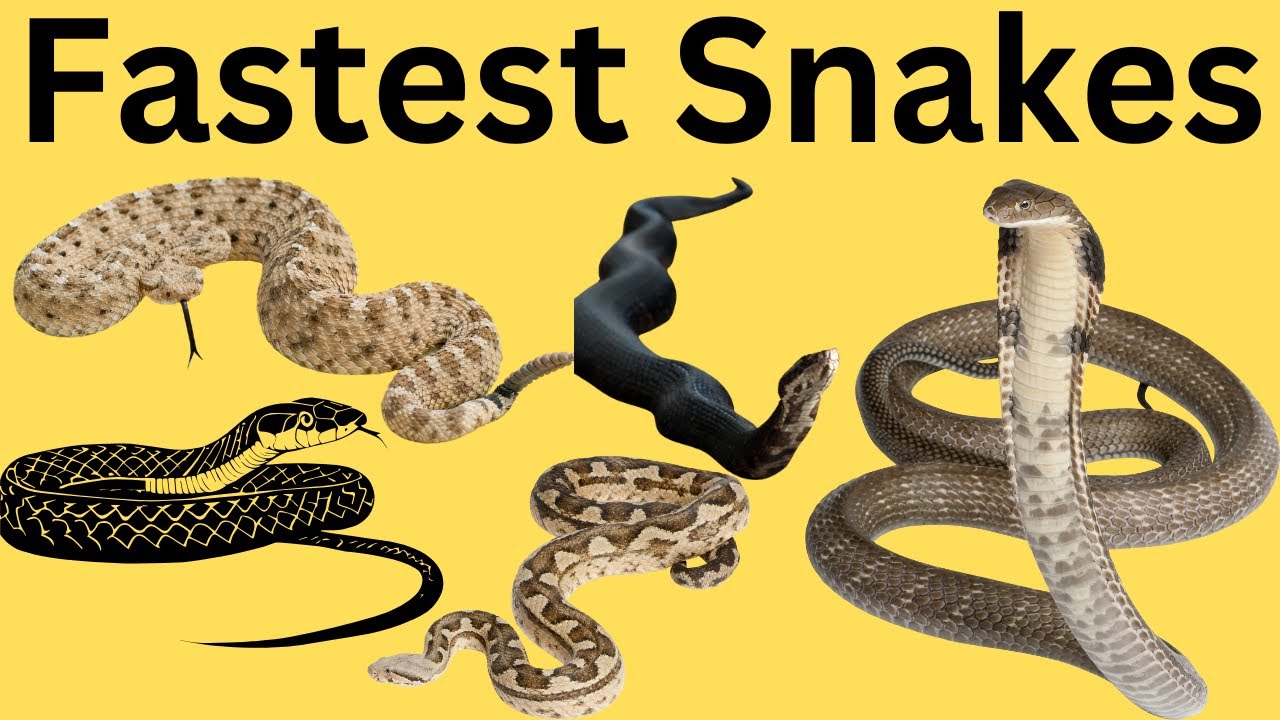 Top 10 Fastest Snakes in the World | Snake Strikes | BZU Science |