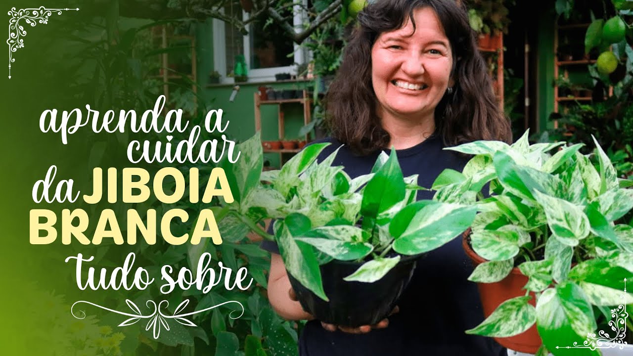 COMO EU CUIDO da JIBOIA BRANCA