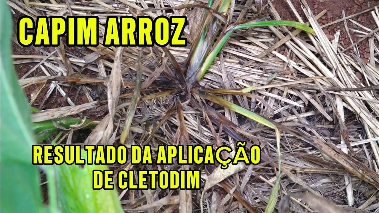 🌱SAFRA 25/26: RESULTADO DA APLICAÇÃO DE CLETODIM PARA CONTROLE DO CAPIM ARROZ 
