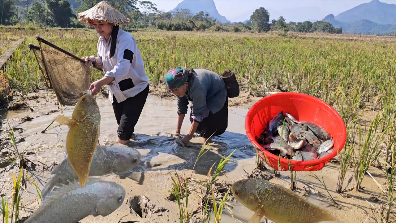 The poor old lady and the homeless girl discovered a school of fish stuck in a puddle in a field.