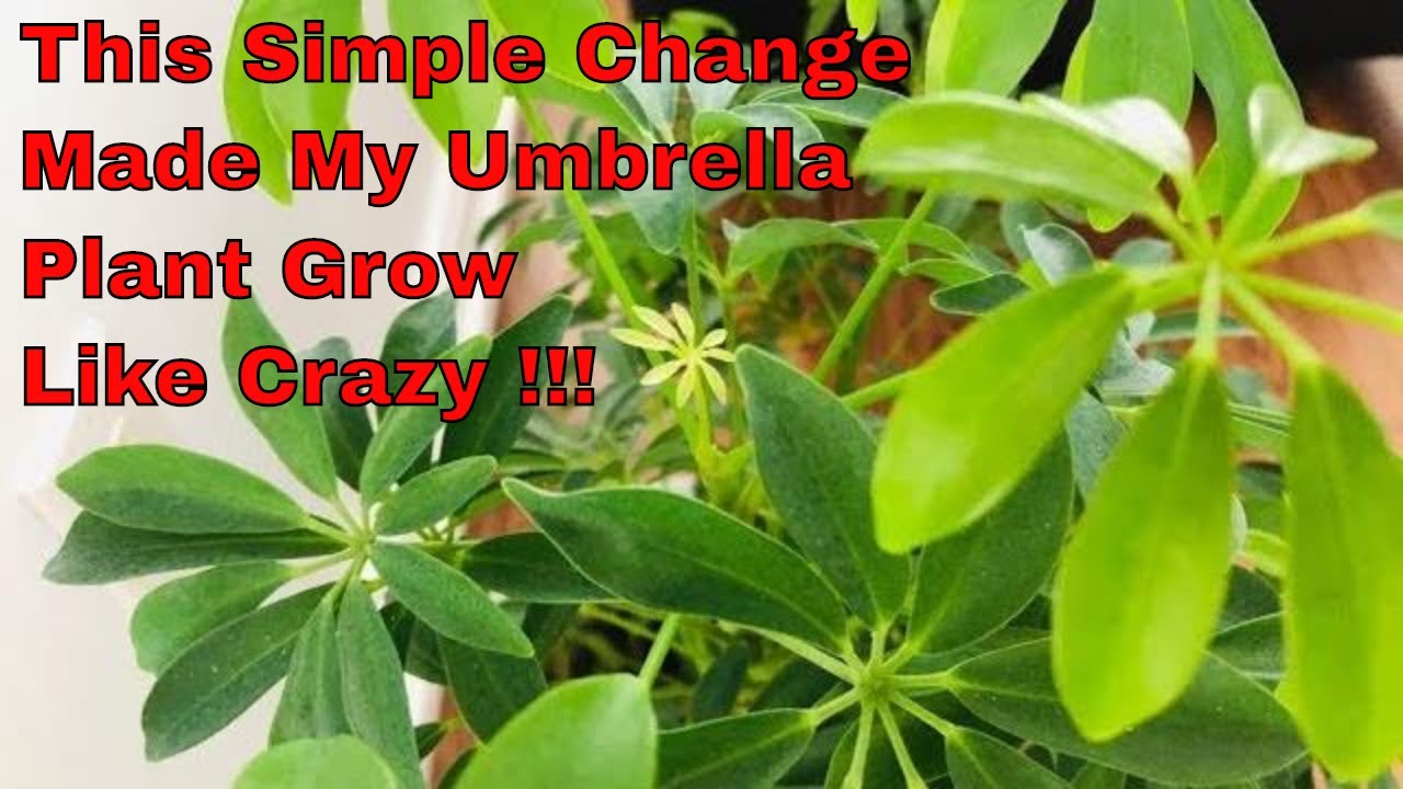 Umbrella Plant Care | Schefflera Care | Tips N Tricks | Indoor Gardening | Bubbles of Green