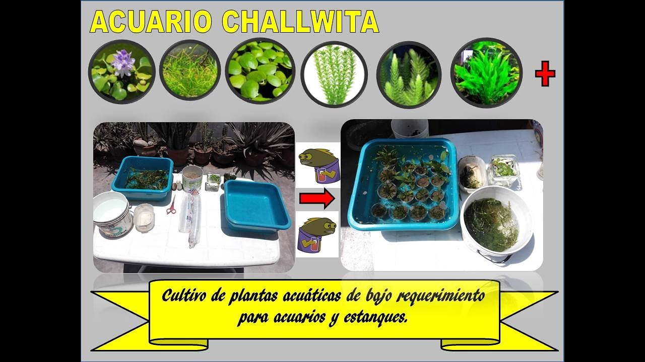 CULTIVO DE PLANTAS ACUÁTICAS DE BAJO REQUERIMIENTO PARA ACUARIOS Y ESTANQUES - ACUARIO CHALLWITA