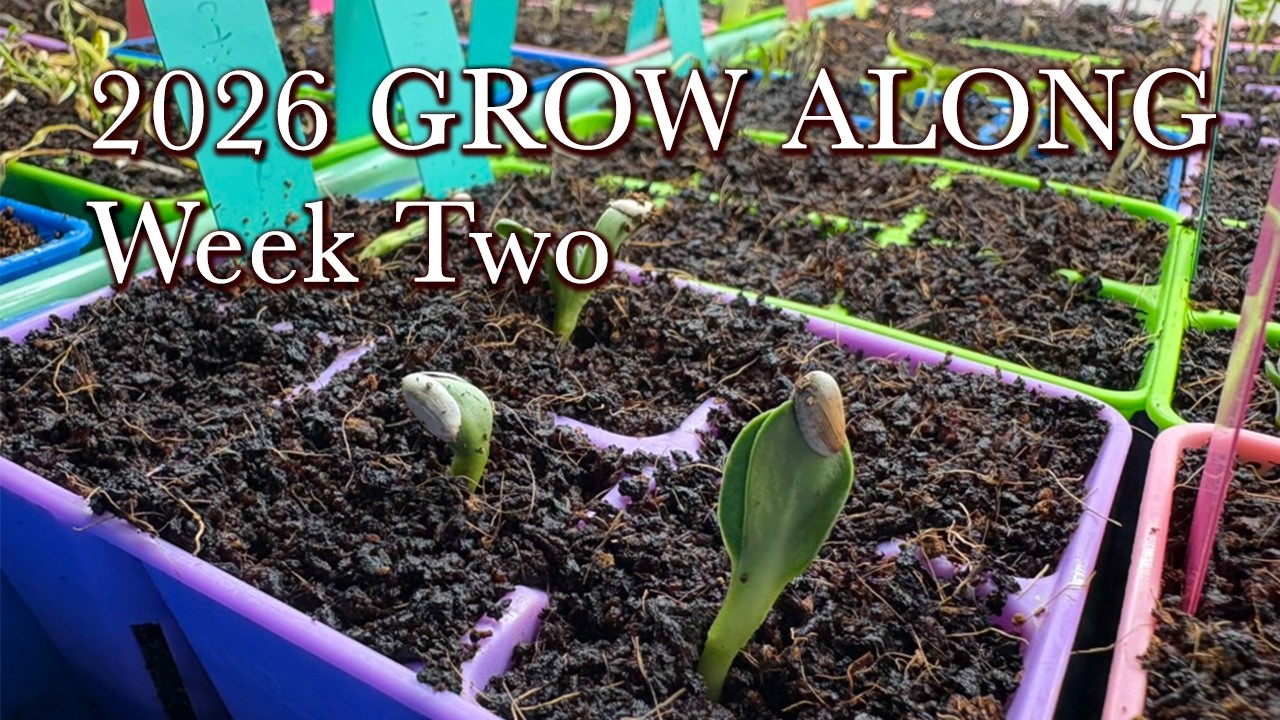 Grow Along Week two - Seed Starting - 2026 - Veggies and Flowers