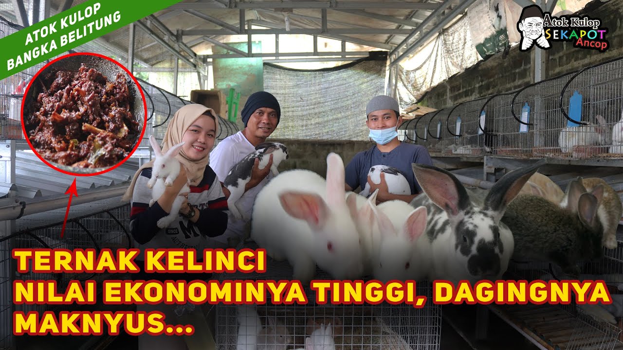 TERNAK KELINCI, NILAI EKONOMINYA TINGGI. DAGINGNYA MAKNYUSS...  | Atok Kulop SEKAPOT Ancop