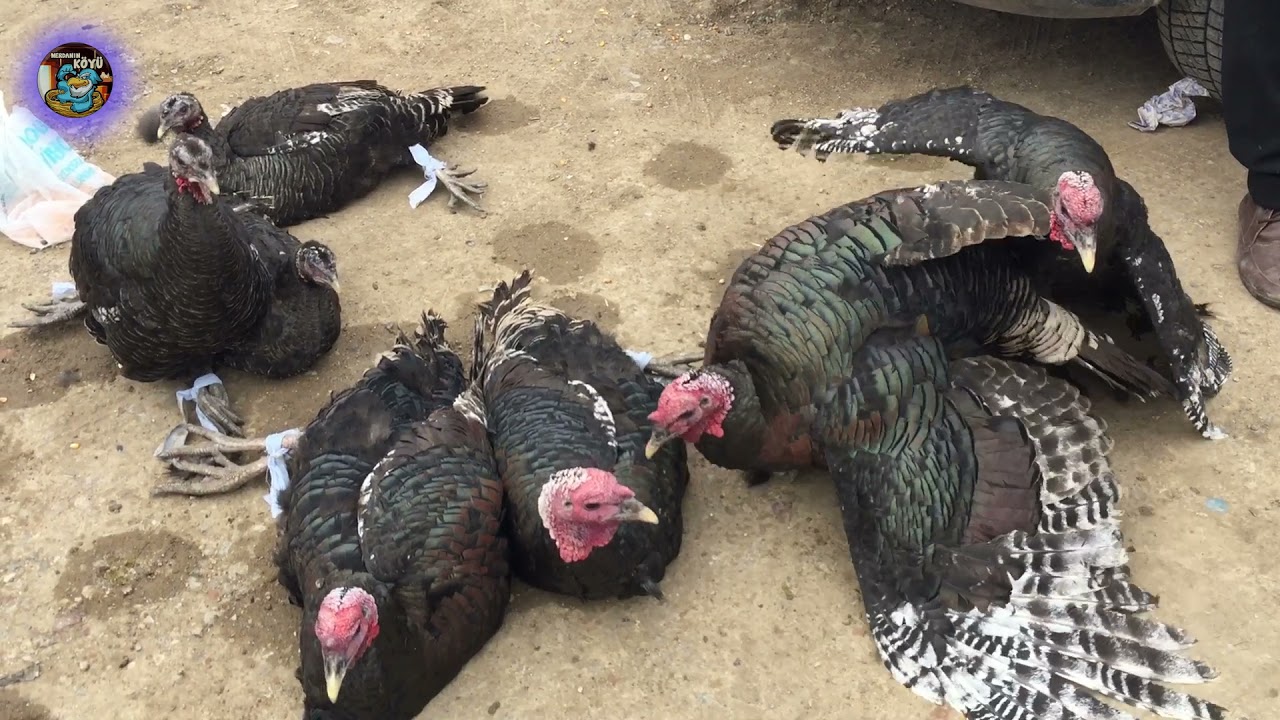 kırıkkale TAVUK-HOROZ-HİNDİ-KAZ Pazarı