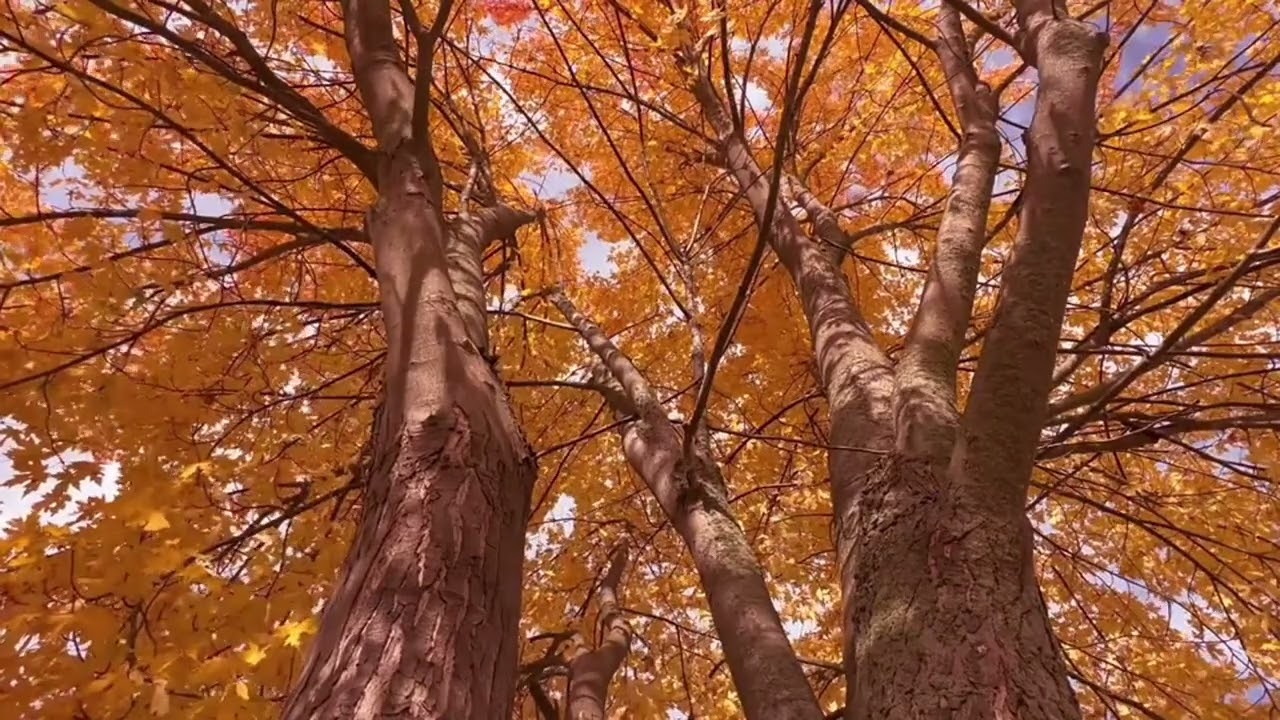Cozy Autumn Day