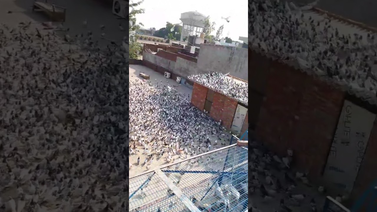 Allahabad pigeon kabutaro Ka Shauk #allahabad #pigeon #kabutar #kabutarandekabdetehain#shorts